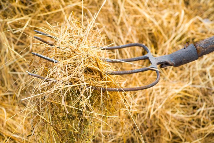Pitchfork being used to lift and separate straw.